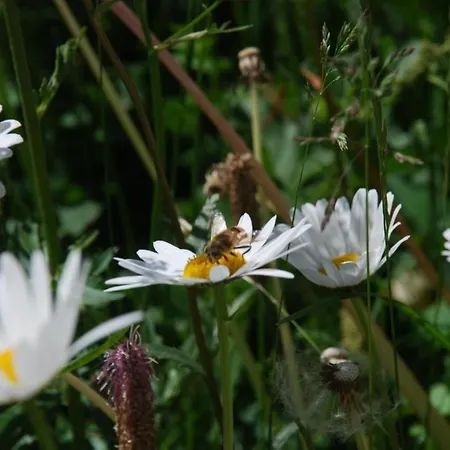 Arnica 2
